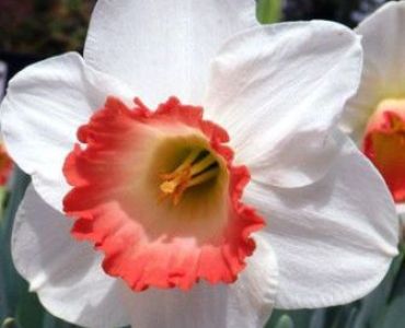 нарцис Pink Charm 14/16