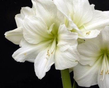 Амарилис Antarctica 24/26