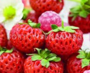Ягоди - Fragaria Ananassa Raspy Strawberry