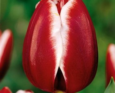 лале Courage Armani 11/12