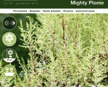 Астилбе Mighty Plonie