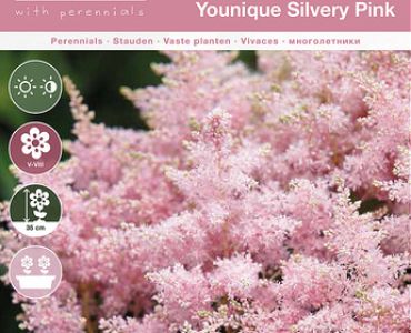 Астилбе younique silvery pink