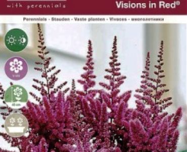 Астилбе vision red