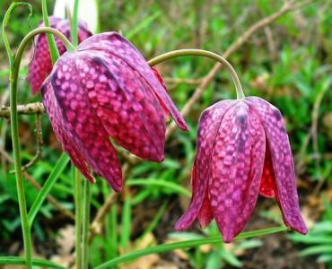 Фритилария - шахматна