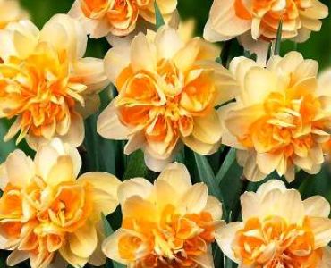 нарцис Peach Cobbler 14/16