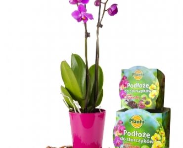 Комплект за орхидея-почва + саксия