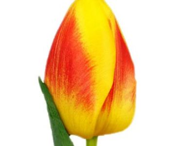 лале Courage Brigitta 11/12