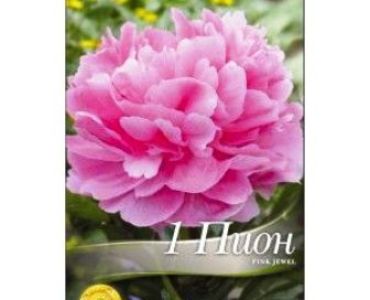 Божур Pink jewel (ароматен)