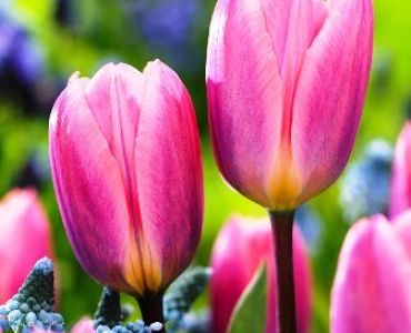 лале Light and Dreamy 11/12