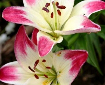 лилиум Asiatic Lollypop 12/14