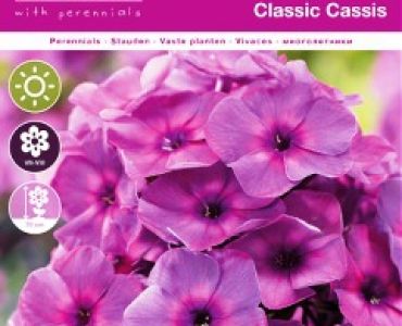 Флокс Classic Cassis