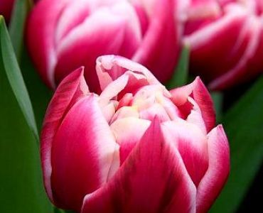 лале Columbus 11/12