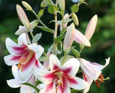 лилиум Oriental Trumpet Altari 14/16