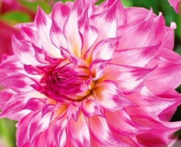 Далия Colorado classic