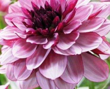 Далия Creme de cassis