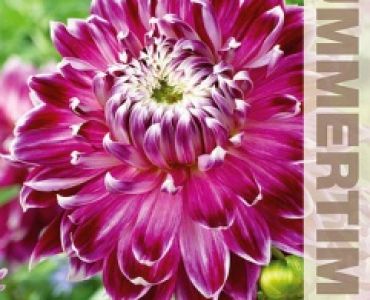 Далия Vancouver