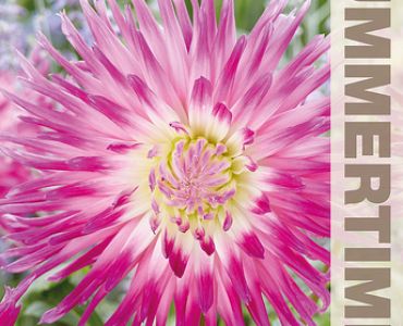 Далия Veritable