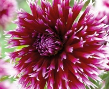 Далия Clair obscur