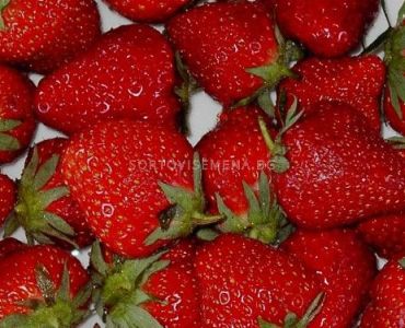 Ягоди Дарселест, размер А+ /FRAGARIA DARSELECT/