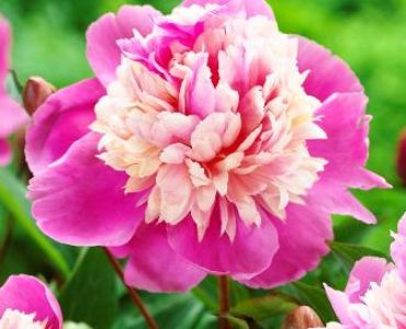 Божур Lady liberty (ароматен)