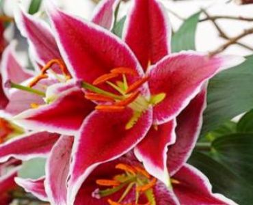 лилиум Magny Course