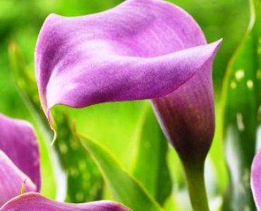 Кала Lavender gem 12/14