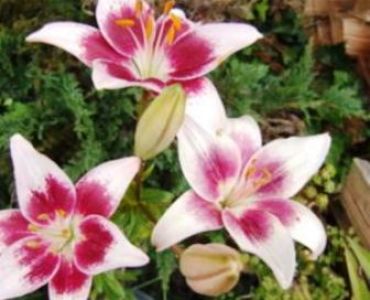 Лилиум Strawberry and cream