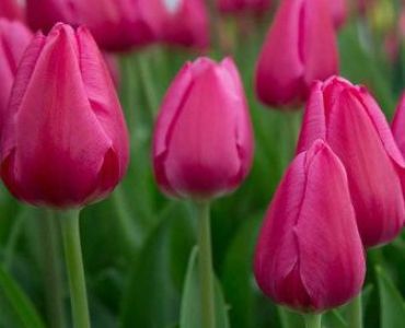 Лале Marvel 11/12