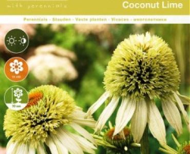 Ехинацея Cocunut Lime