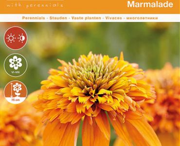 Ехинацея Marmalade