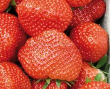 Ягоди Елиани, размер А+ /FRAGARIA ELIANNY/