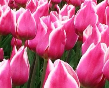 лале Dream World 11/12