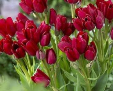 лале Florid Fiery Club 11/12