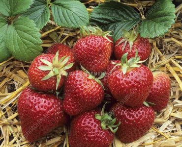 Ягоди Флоренс, размер А+ /FRAGARIA FLORENCE/