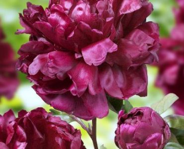 Божур Francoise ortegat (черен)