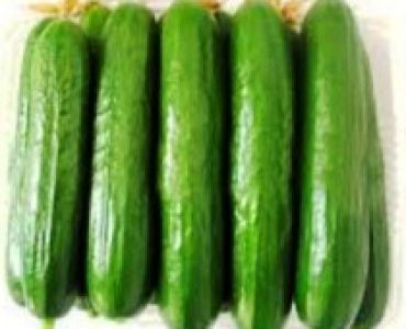 семена краставици Йоланда /Герлинде F1