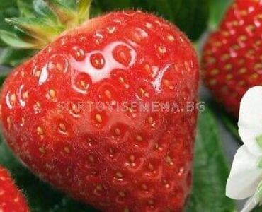 Ягоди Гигана, размер А /FRAGARIA S. GIGANA/