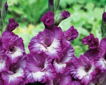 Гладиол Anouk 12/14