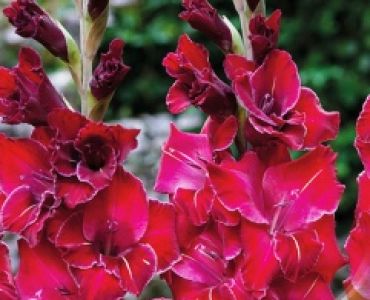 Гладиол Baccarat 12/14