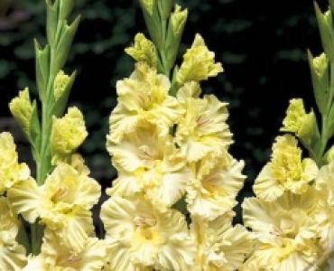 Гладиол Banana Ruffle 12/14