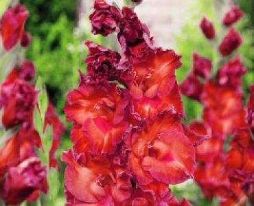 Гладиол Bimbo 12/14