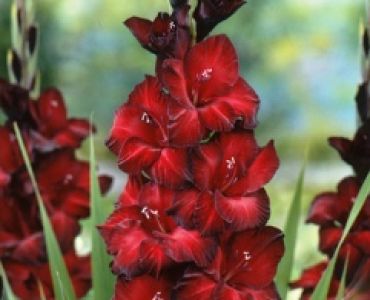 Гладиол Black Jack 12/14