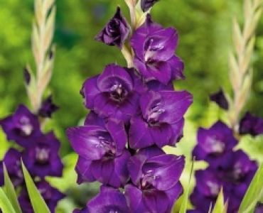 Гладиол Black Velvet 12/14