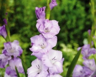 Гладиол Blue Frost 12/14