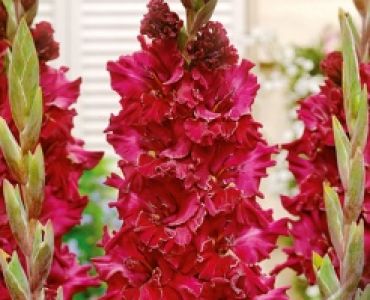 Гладиол Burgundy 12/14