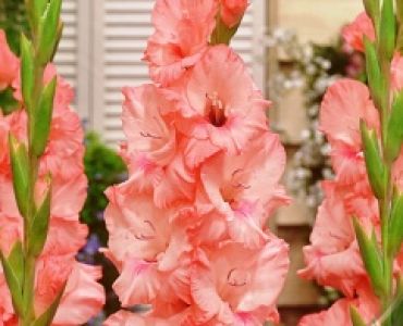 Гладиол Captiva 12/14