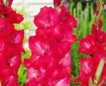 Гладиол Cassis 12/14