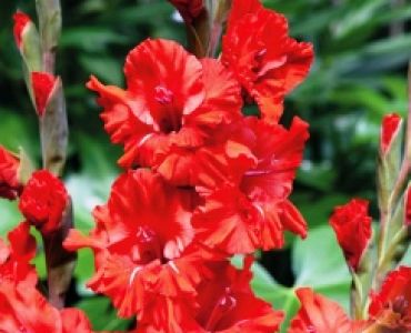 Гладиол Fire Ruffle