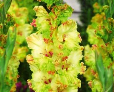 Гладиол Kiev 12/14