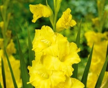 Гладиол Limonello 12/14